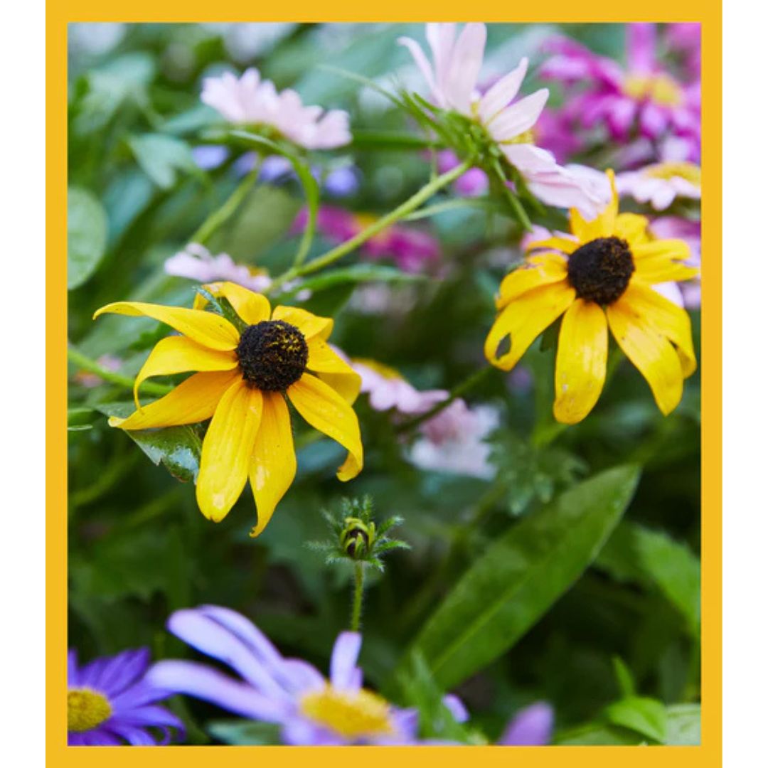 Flower Seed Confetti – Cheers Yellow – Modern Sprouts